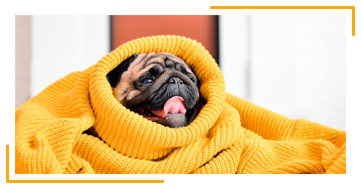 Foto noticia: Te contamos si los perros pasan frío y cómo combatirlo